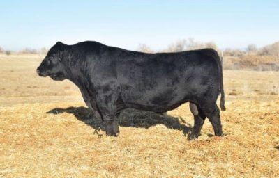 ELLINGSON CONSISTENT 6235