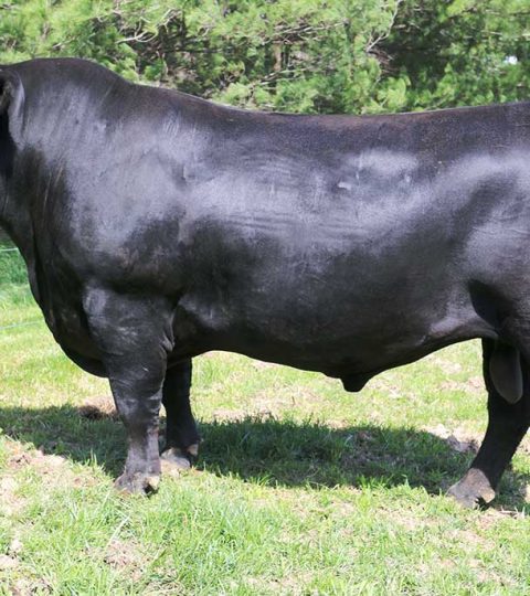 Musgrave Aviator 2545